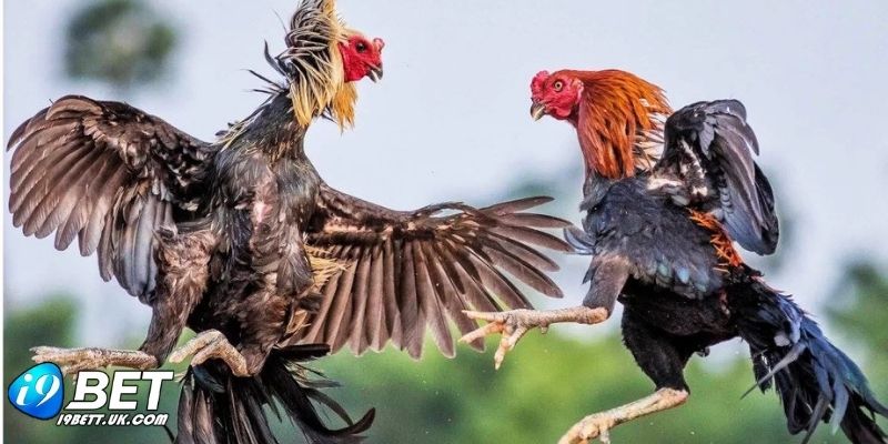 Chiến kê gắn cựa dao sẵn sàng bước vào trận đấu đầy kịch tính