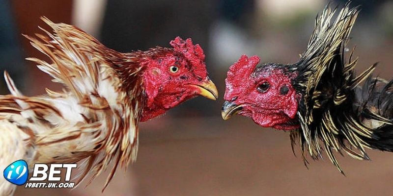 Khoảnh khắc hai chú gà tung đòn quyết liệt trong trận Đá Gà