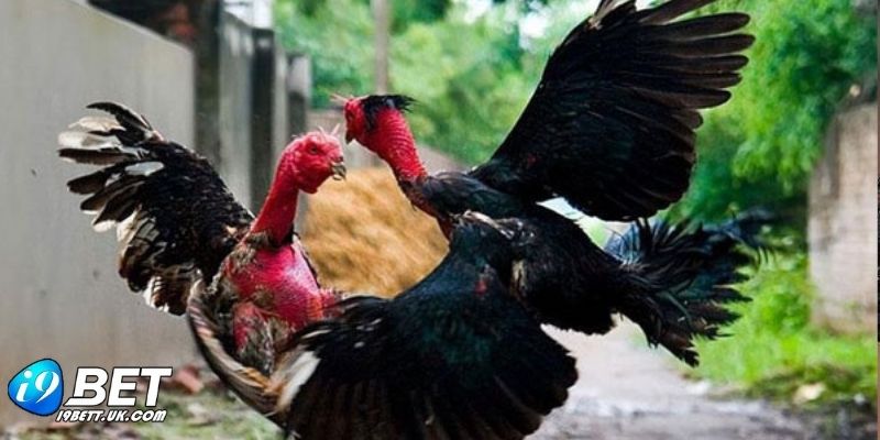 Người huấn luyện chăm sóc và kiểm tra cựa dao trước giờ thi đấu
