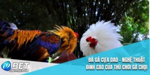Đá Gà Cựa Dao