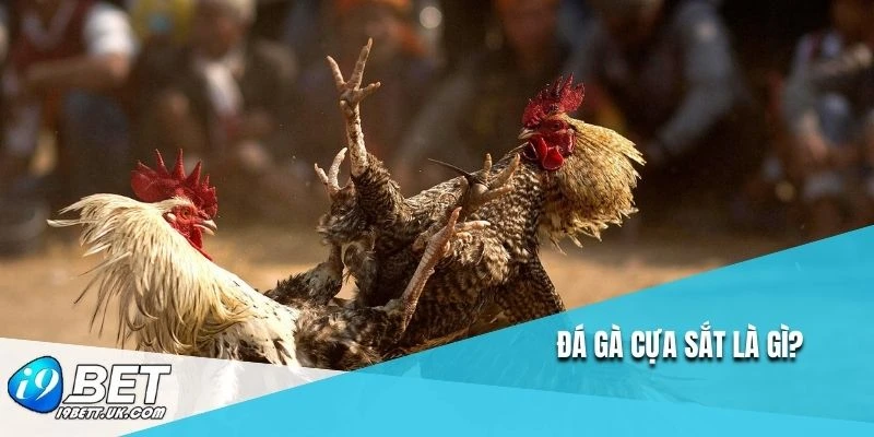 Đá gà cựa sắt là gì?