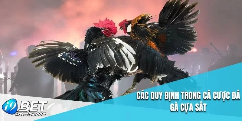 Các quy định trong cá cược đá gà cựa sắt