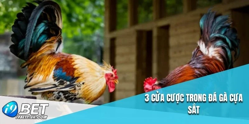3cửa cược trong đá gà cựa sắt
