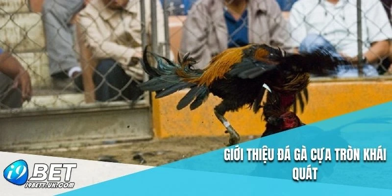 Giới thiệu đá gà cựa tròn khái quát