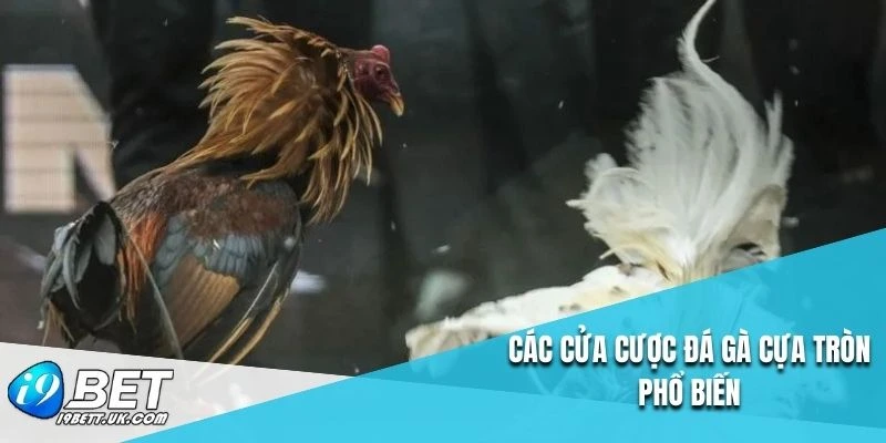 Các cửa cược đá gà cựa tròn phổ biến