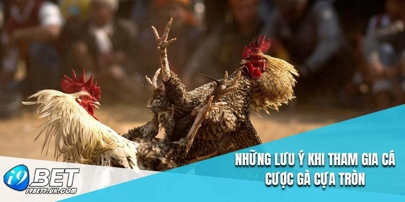 Những lưu ý khi tham gia cá cược gà cựa tròn