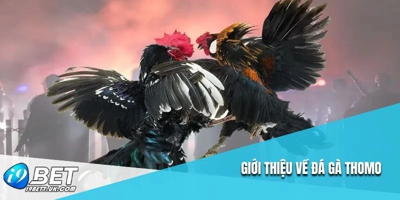 Giới thiệu về đá gà Thomo