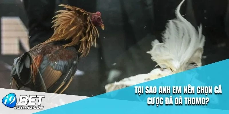 Tại sao anh em nên chọn cá cược đá gà Thomo?