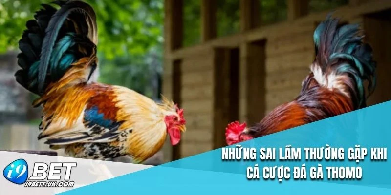 Những sai lầm thường gặp khi cá cược đá gà Thomo
